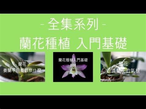 養蘭花|蘭花新手專屬 要變高手必學的養蘭入門基礎 